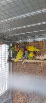 Predám ml agapornisy - 2