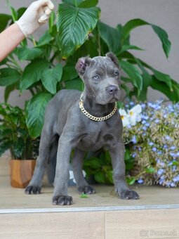 Bandog , Molos , Mastif - 2