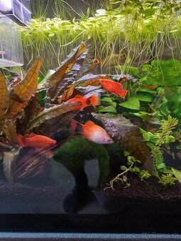 Platy škvrnité - 2