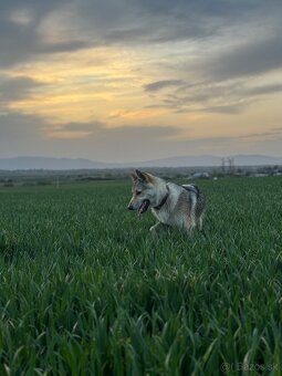 Československý vlčiak - 2