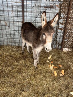 Predám somarika - 2