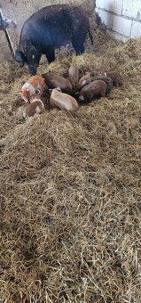 Odstavčatá přešticke duroc - 2