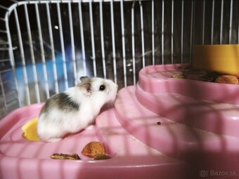 škrečok roborovsky panda - 2