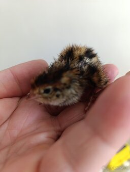 Japonské prepelice - 2