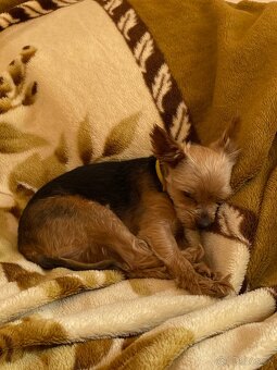 darujem yorkšírskeho teriéra - 2