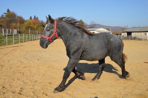 Predám žrebca - Percheron - 2