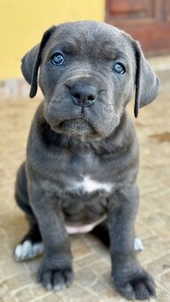 Predam steniatka cane corso - 2