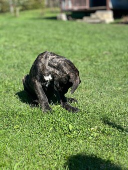 Cane Corso - psík - 2