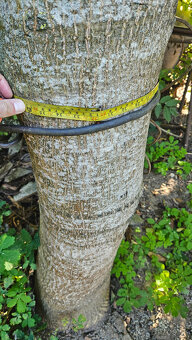 Ponúkam orechové a čerešňové drevo - 2