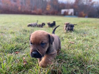 Máme šteniatka po skvelých rodičoch ❤️ - 2