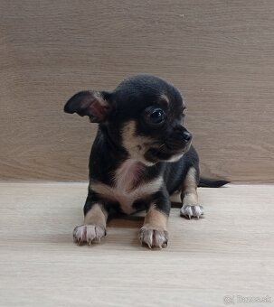 Čivava šteniatka - 2