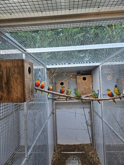 Neoféma modrohlavá prírodná - 2