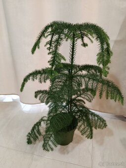 IZBOVÁ RASTLINA - 2