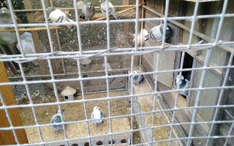 Poštové holuby - 2