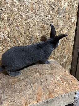 Nemecky obrovitý strakoš - 2