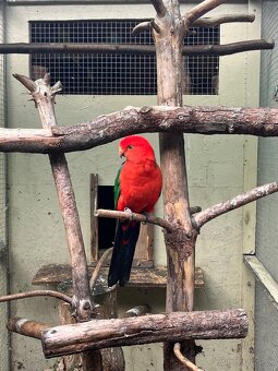 Papagaj kralovsky - 2