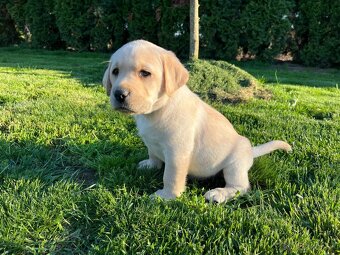 Labrador retriever šteniatka s PP - 2