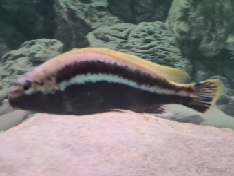 Darujem cichlidu Melanochromis Auratus - 2