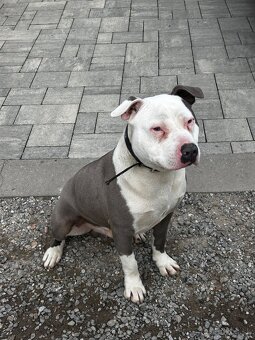 Amstaff staford - 2