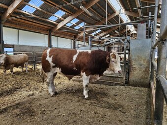 homozygotný býk plemena masný Simmental - 2