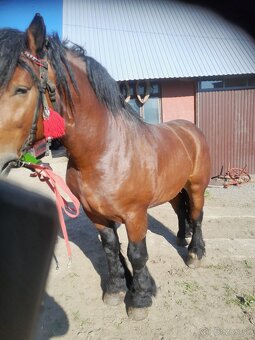 Tazne - 2