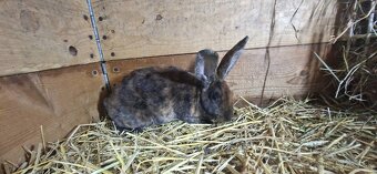 Dalmatinska strakata samicka - 2