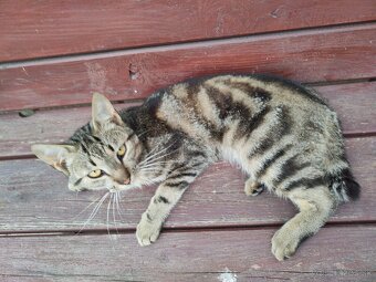 Kocúrik do dobrých rúk pre deti krásny tygrovany - 2