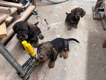 Jazvečík Hrubosrstý - 2