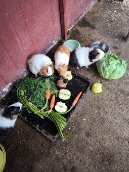 Morské prasiatka - 2