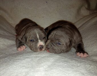 Americký stafordshirský teriér modrý - 2