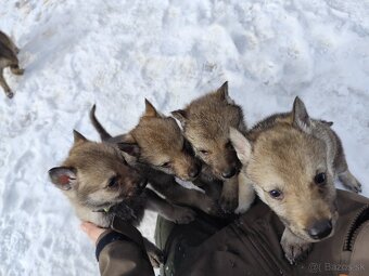 Československý vlčiak s PP - 2