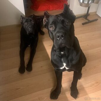 Cane corso - pes na krytie - 2