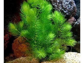 Rastlina Rožkatec ponorený - Ceratophyllum demersum 1€ - 2