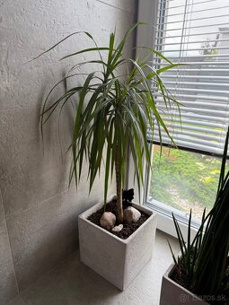 Dracena - 2