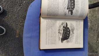 Brehms Thierleben kniha - 2