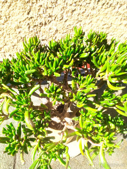 Crassula ovata "Gollum" Shrekove uši sukulent - 2