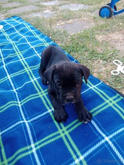 Cane Corso - 2