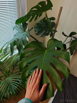 Monstera delicosa XXL - 2