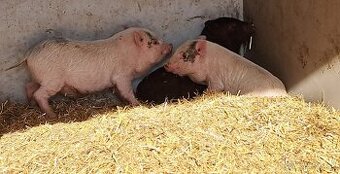 Vietnamske prasiatka - 2