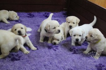 Labrador s rodokmeňom pôvodu - 2