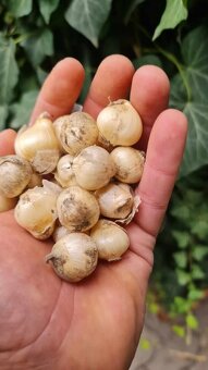 Okrasný cesnak spaceorephalon 0,20e/ks - 2