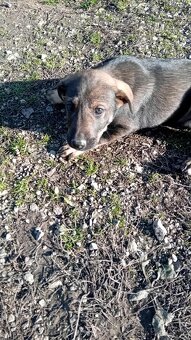 Darujeme šteniatka - 2