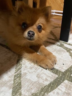 Pomeran/nemecky špic - 2