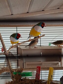 amadina gouldová - 2