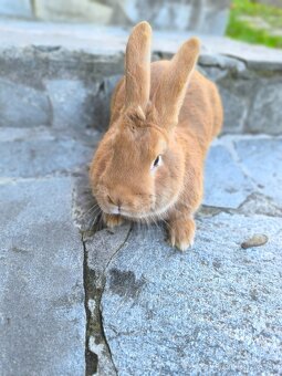 Burgundsky samec - 2