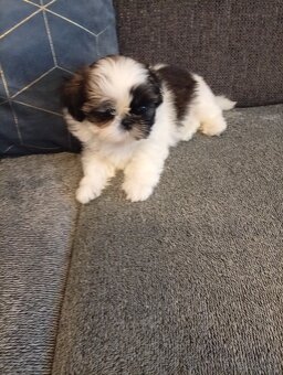 Shi-tzu - 2