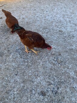 Predám mlade kohúty - 2