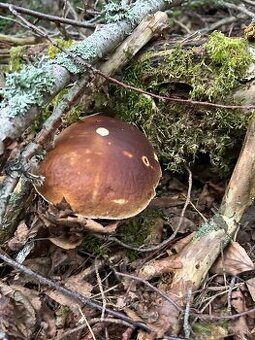 Kozaky dubaky a aj mix týchto dvoch druhov - 2