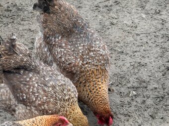 Predám nasadove vajíčka oravka rodobarva - 2