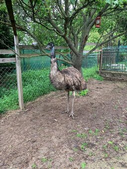 Emu hnedy samec - 2